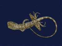 藏品(斯文豪氏攀蜥)的圖片